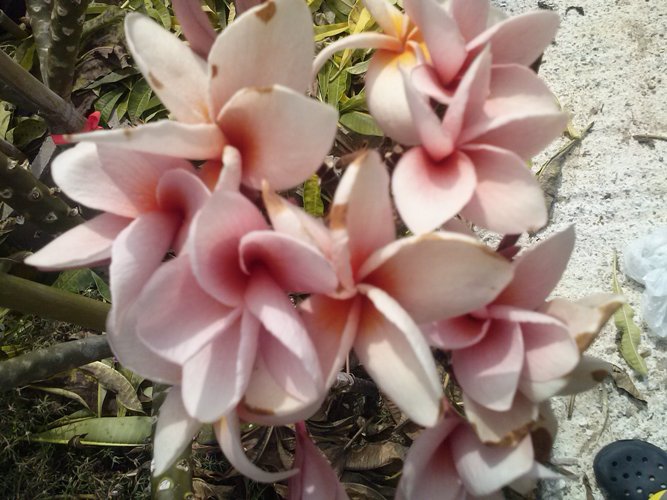 Plumeria seed