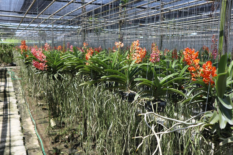 orchid Rhychostylis gingatea for sale to France