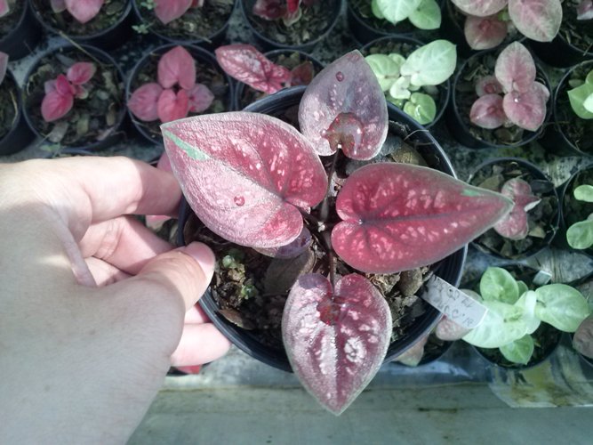 Thailand caladium exporting to USA