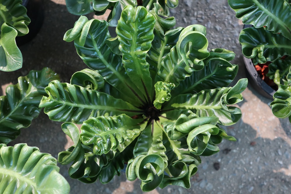 Fern Cobra in pot plant for sale to india