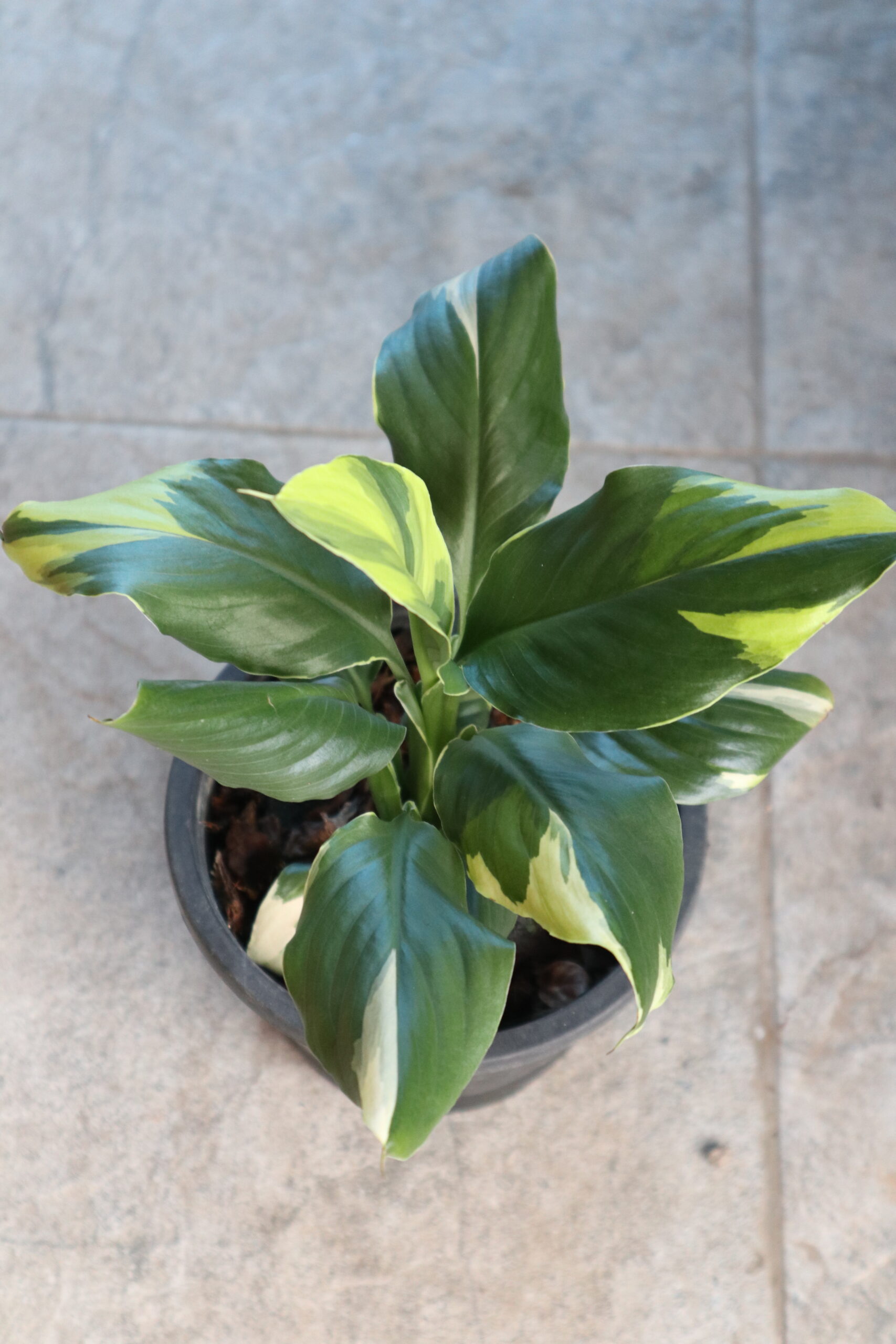 Spathiphylllum sensation aurea variegated live plants