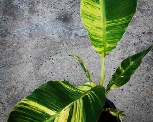 Thailand variegated banana leaf