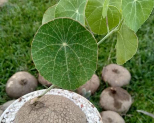 Stephania erect with leaf in pot plant export to USA