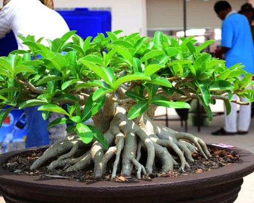 Arabicum thailand seed
