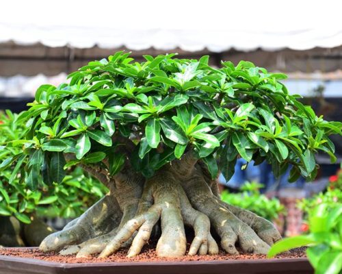 Arabicum thailand seed