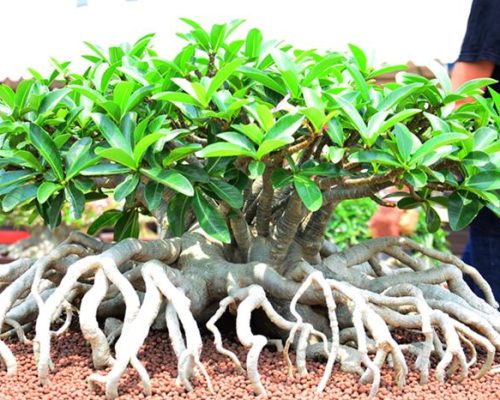 Arabicum thailand seed