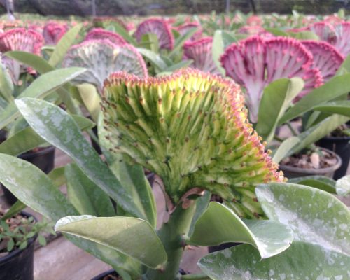 Euphorbia lactea