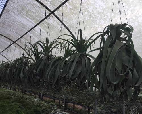 Tillandsia Ionantha airplant for sale to taiwan