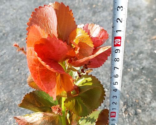 Acalypha Wilkesiana