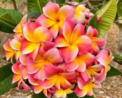 Plumeria fancy color