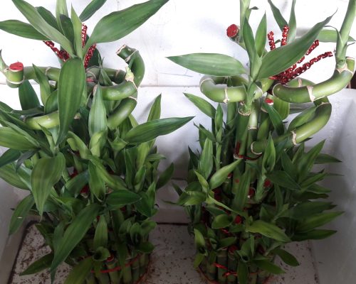 thai lucky bamboo exporting quality to iraq