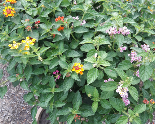Lantana plant to india and bahrian