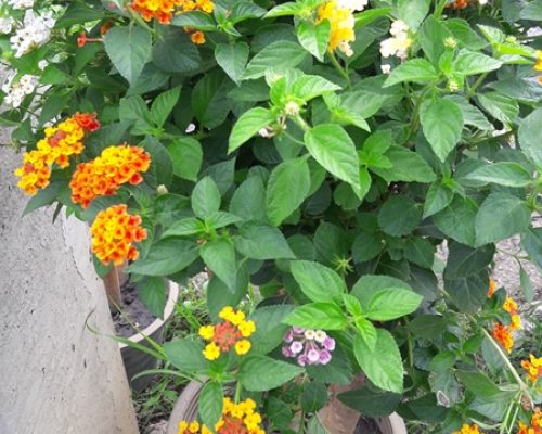 Lantana plant nursery thailand to bahrain by airplane