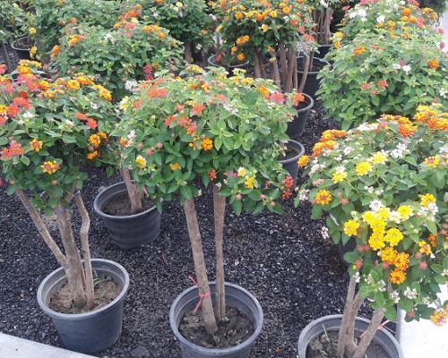 Lantana plant to india and bahrian