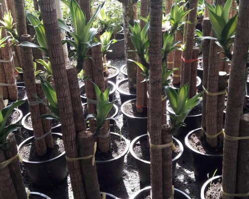 Dracaena fragrans plants supply to bahrain