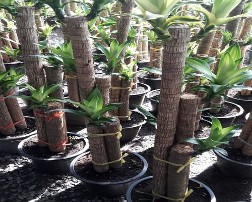 Draceana fragance plant live export from nursery