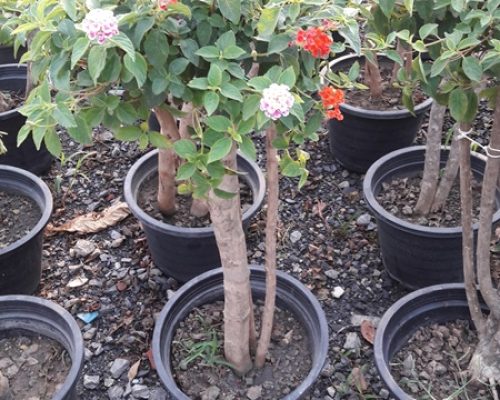 Lantana plant nursery