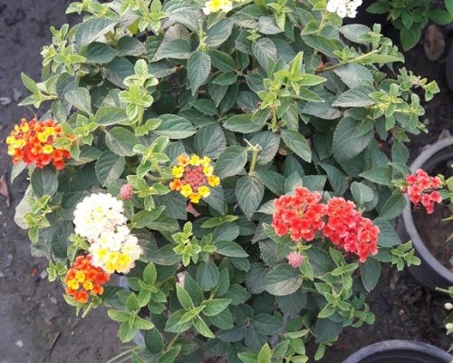 Lantana plant to india and bahrian