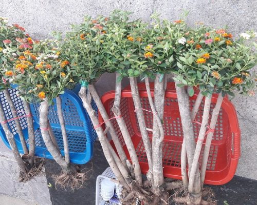 Lantana plant live thailand for landscape