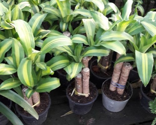 Draceana fragrans loading by container to USA