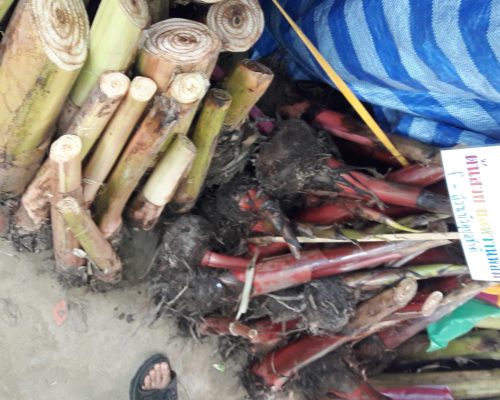 Thailand banana variegated sale to holland
