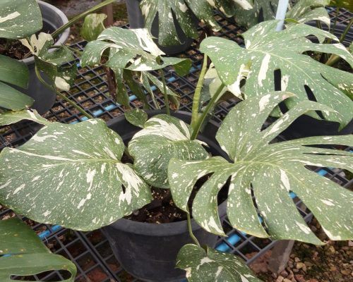 Monstera thai constellation exporting to USA by courier Monstera thai constellation exporting to USA by courier