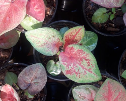 Caladium colorful for sale Caladium colorful for sale