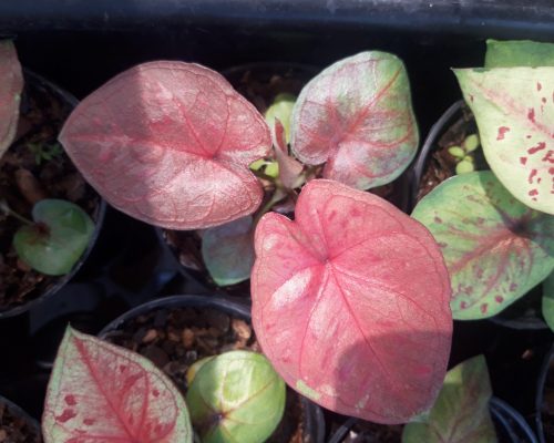 Caladium nursery thailand Caladium nursery thailand