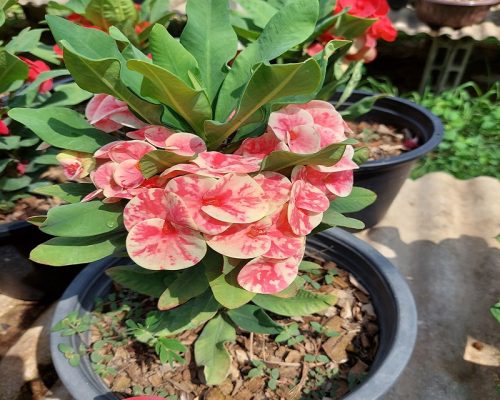 Euphorbia milii exporting to USA