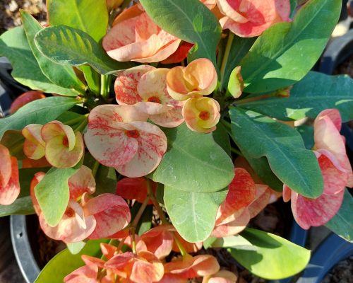 Euphorbia milii pot plants for sale to russia