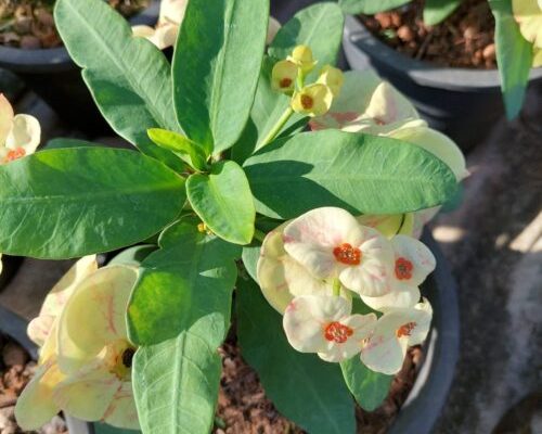 Euphorbia milii plants live exporter to USA