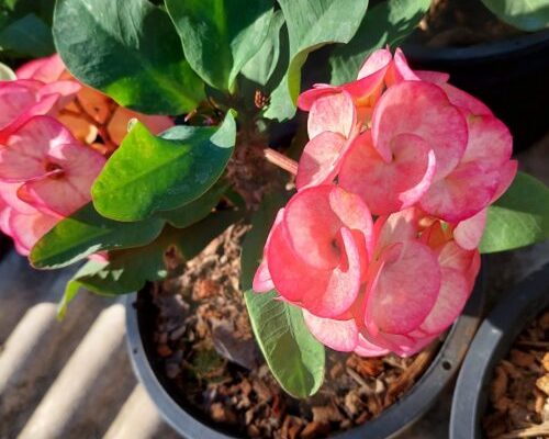 Euphorbia milii exporting to USA by airplane