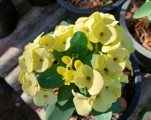 Euphorbia milii decoration plants live from thailand garden