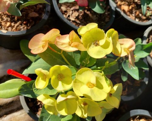 Euphorbia milii pot plants for sale to america