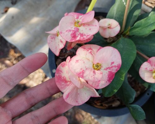 Euphorbia milii pot plants for sale to russia