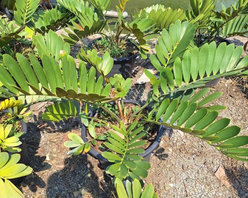 Zamia Furfuracea pot plants in thailand nursery
