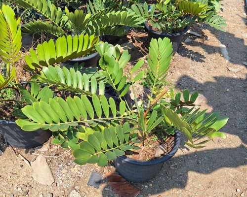 Zamia Furfuracea plants for sale to south africa