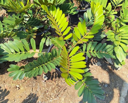 Zamia Furfuracea export to dubai by sea and airplane