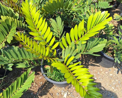 Zamia Furfuracea plants for sale to south africa