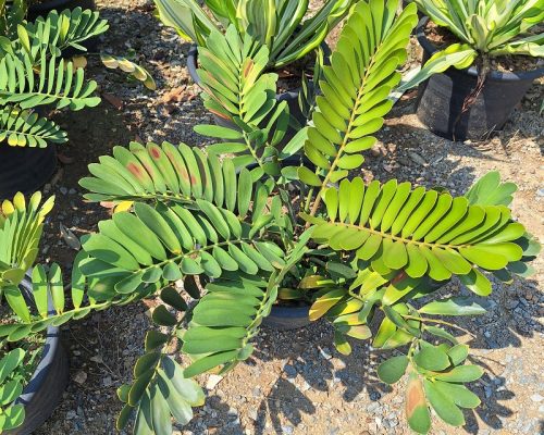 Zamia Furfuracea thailand nursery supply to singapore
