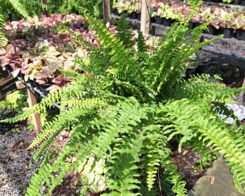 Nephrolepis exaltata thai fern hanging plants for sale