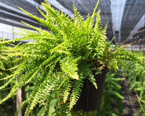 Nephrolepis exaltata thai fern hanging plants for sale