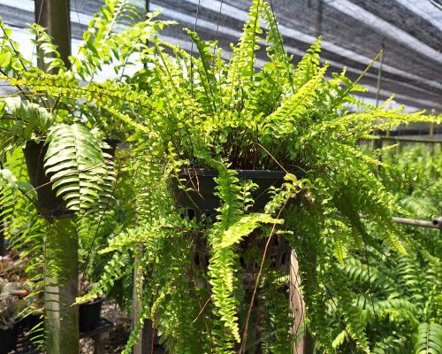 Boston fern in pot plants for sale