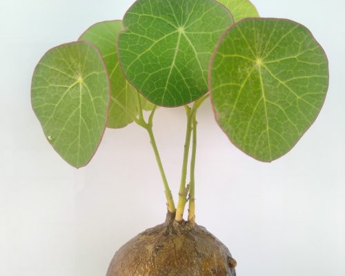 Thai stephania erectra bulbs decoration selling to taiwan