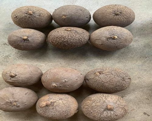 stephania erecta bulbs for decoration