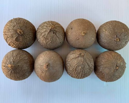 Stephania erecta bulbs for sale to USA and korea