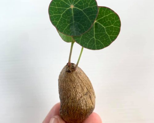 Stephania erect with leaf in pot plant export to USA