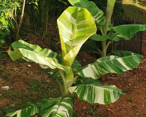 ิbanana variegated for sale to USA