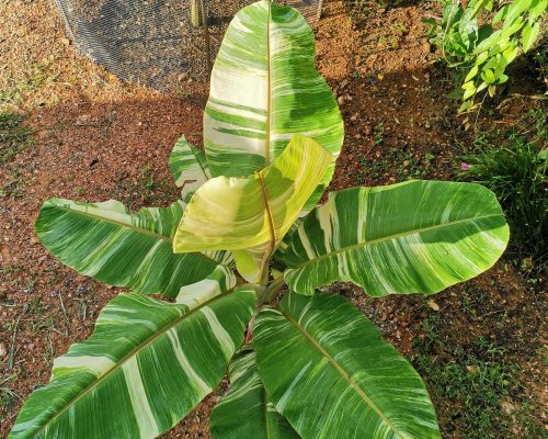 banana variegated