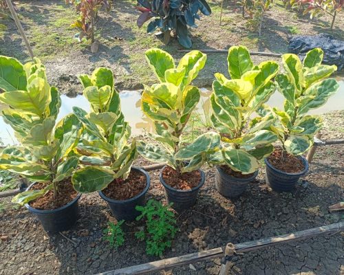 Fiddle fig variegated in thailand nursery export to russia and bahrain Fiddle fig variegated in thailand nursery export to russia and bahrain